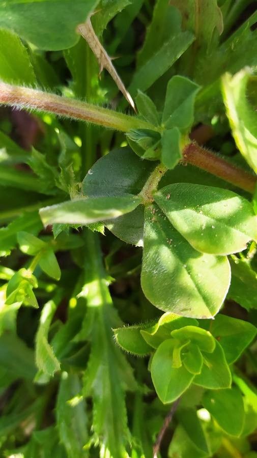 Lotus tetragonolobus — search result for 'Lotus'