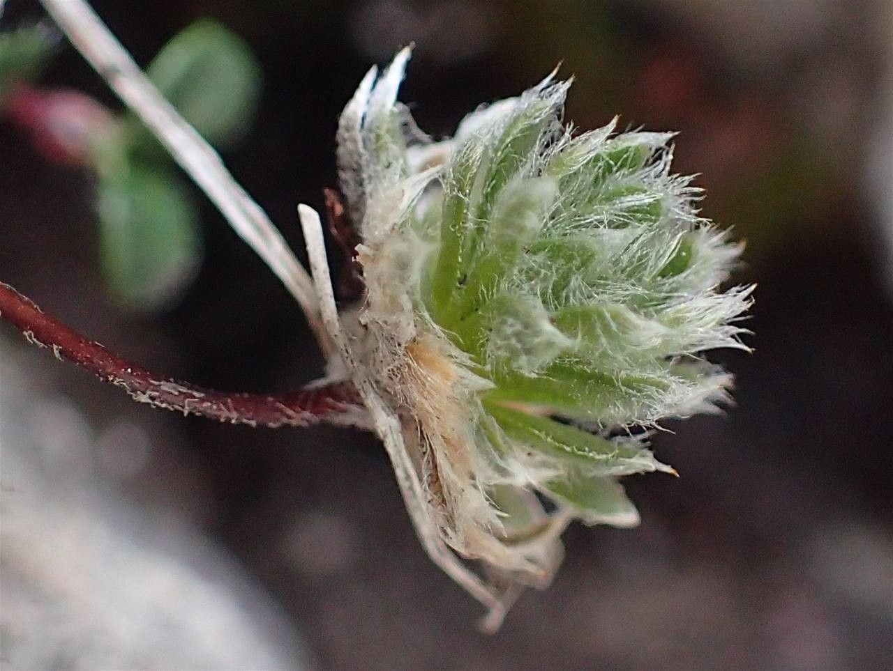 Androsace villosa fruit