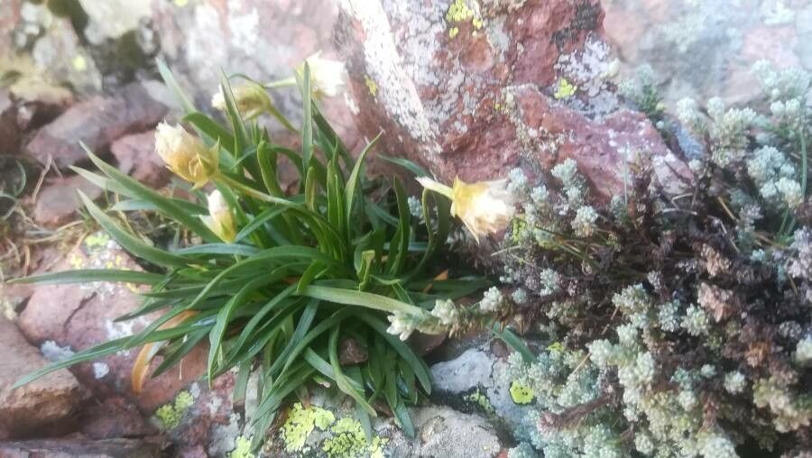Armeria leucocephala habit