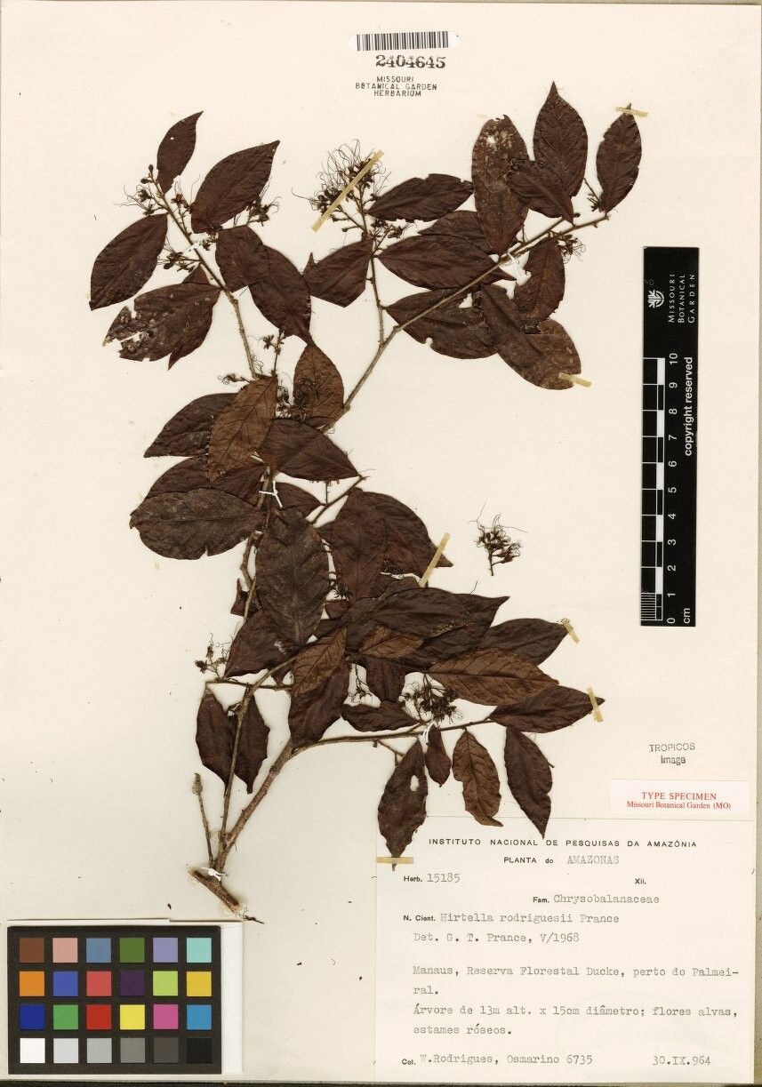 Hirtella rodriguesii — houseplant care guide