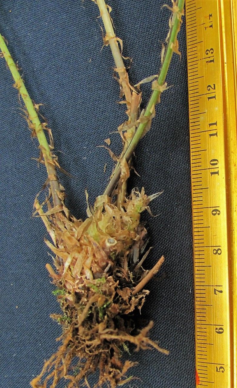 Dryopteris patula other