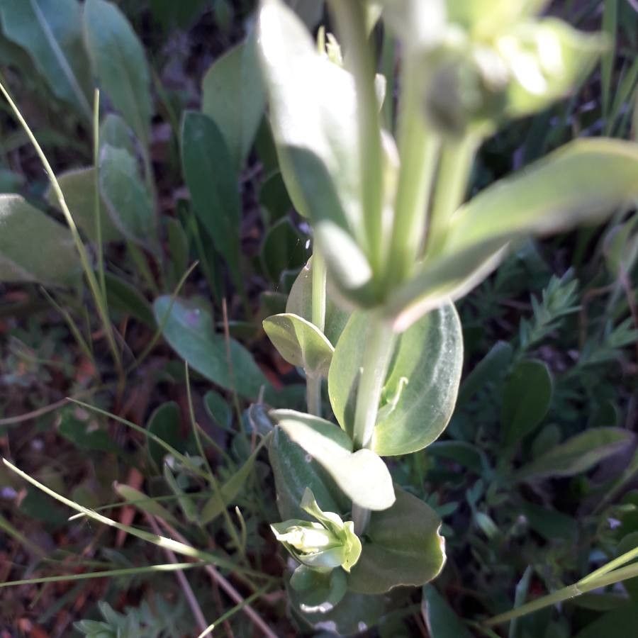Centaurium maritimum leaf