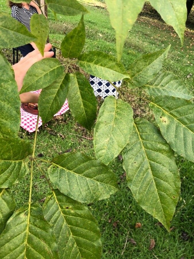 Handroanthus chrysanthus — search result for 'Bignoniaceae'