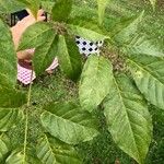 Handroanthus chrysanthus