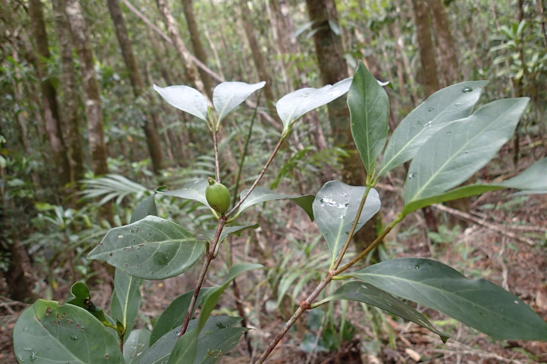 Atractocarpus pseudoterminalis habit