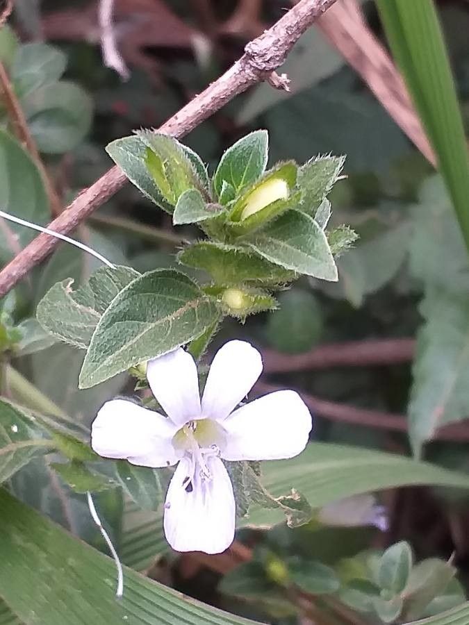 Barleria ventricosa flower