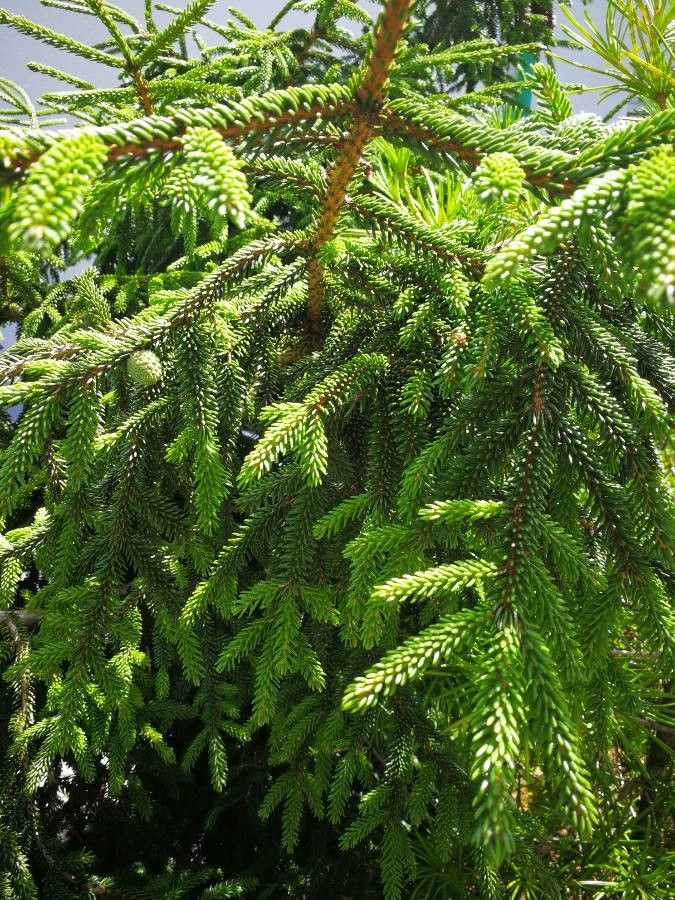Abies kawakamii leaf