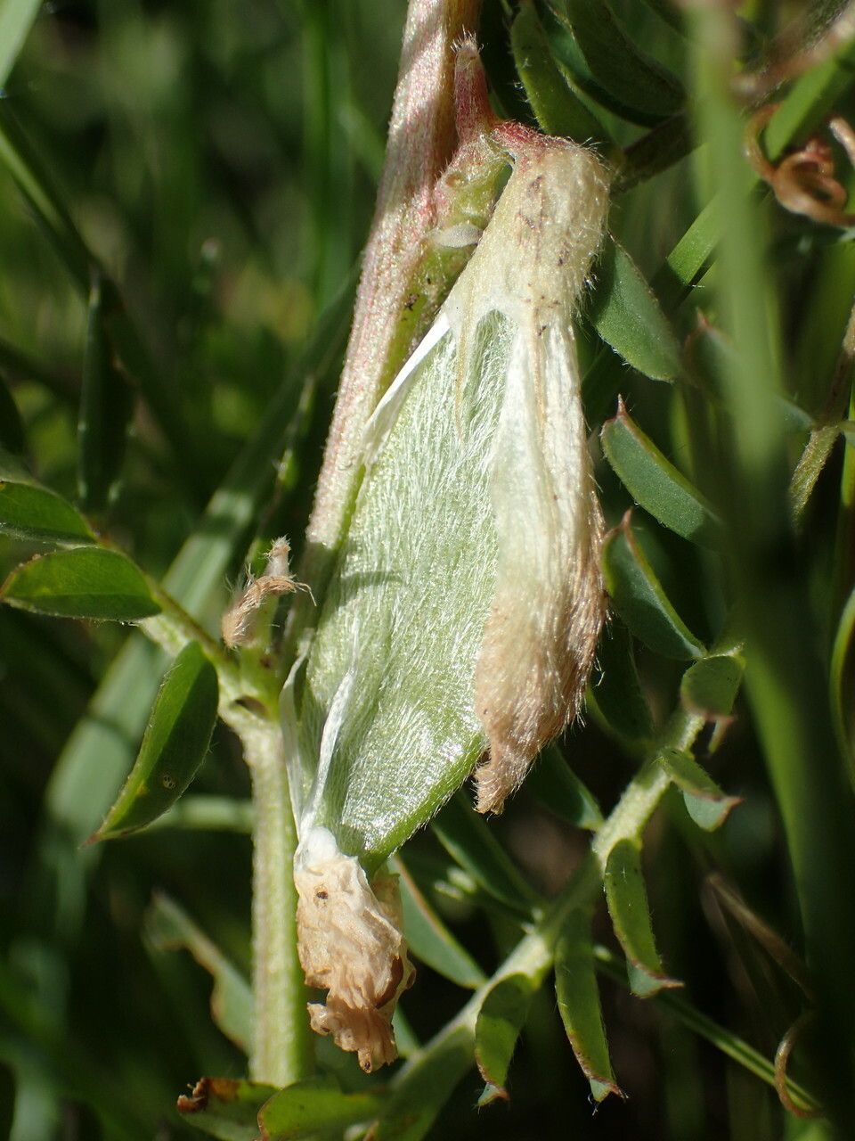 Vicia pannonica fruit