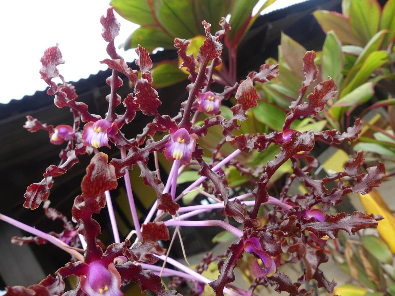 Laelia lueddemanii flower