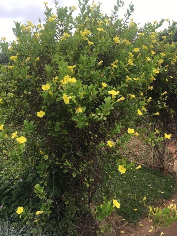 Pentalinon luteum habit