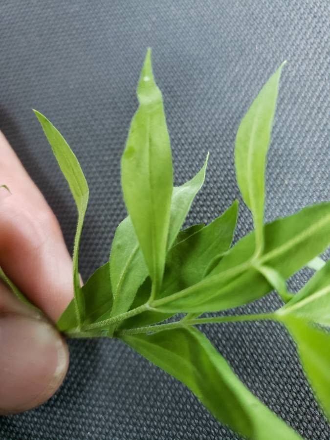 Moehringia macrophylla — search result for 'Caryophyllaceae'