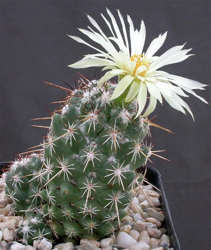 Coryphantha glassii habit