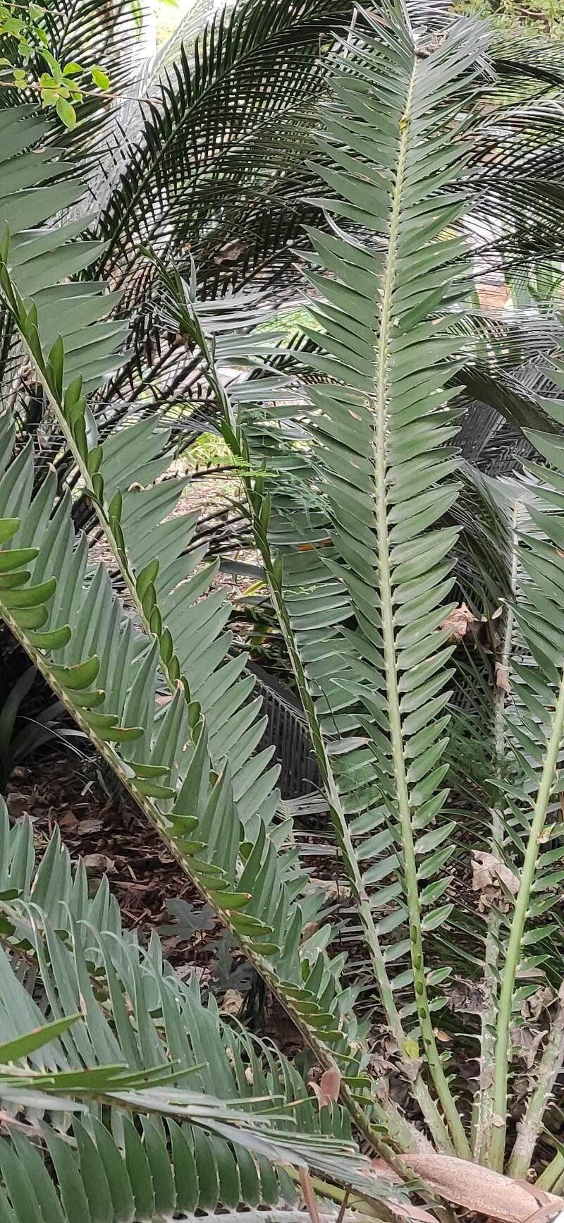 Encephalartos manikensis leaf