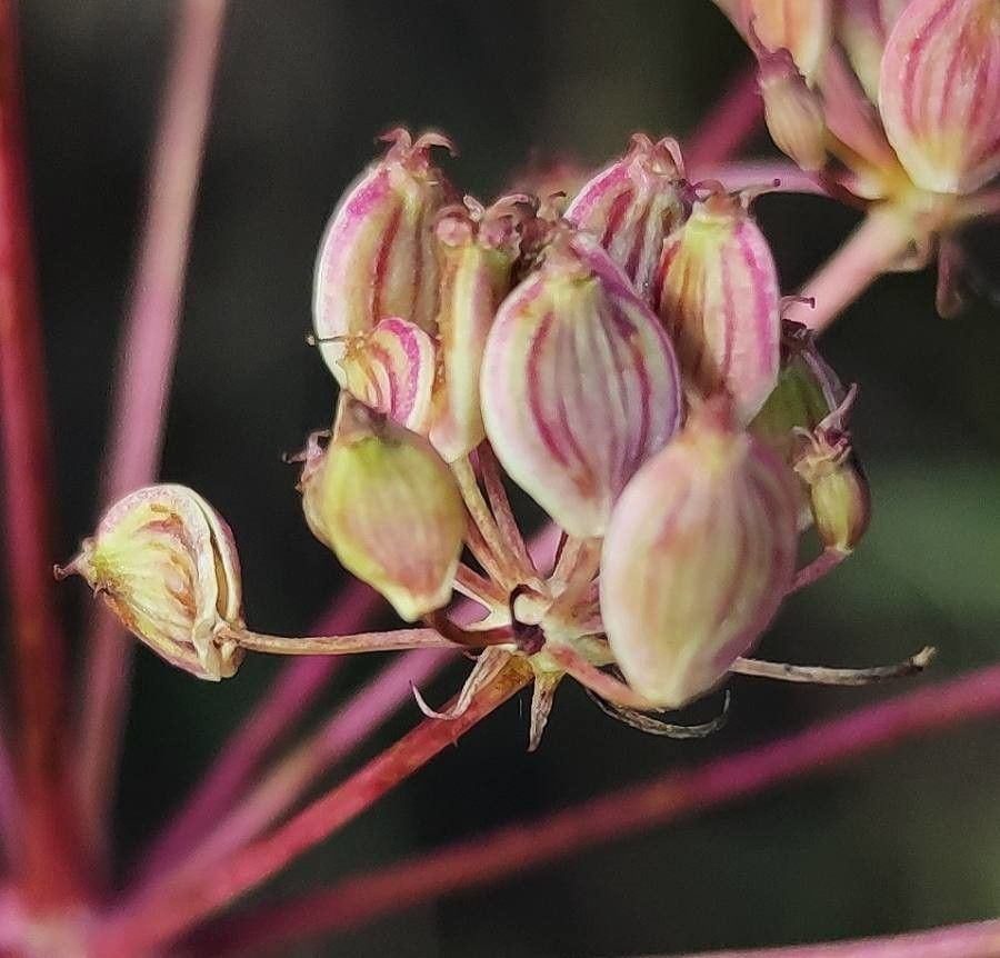 Oreoselinum nigrum fruit