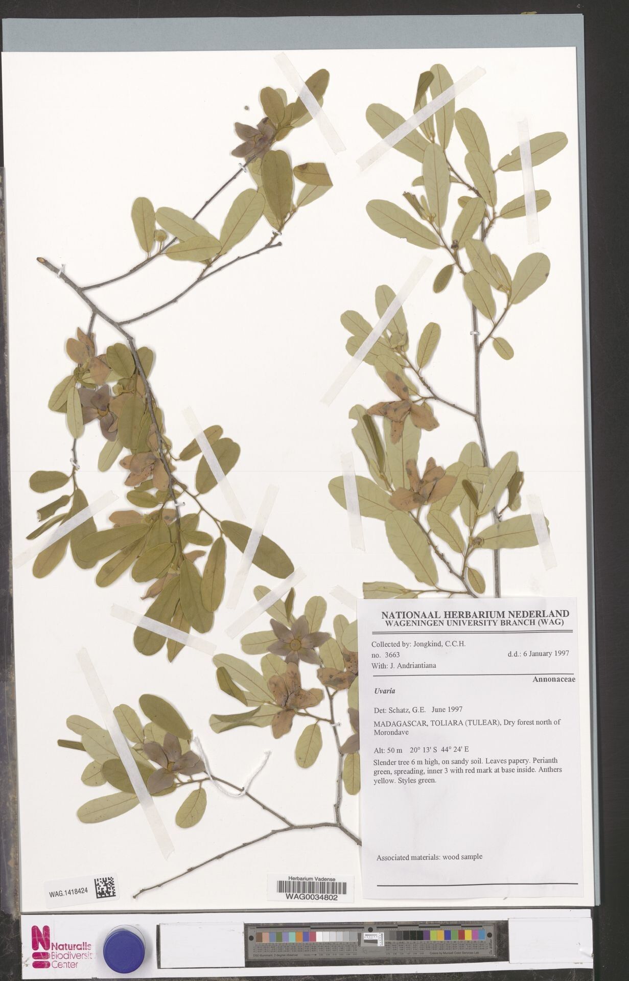 Uvaria caroli-afzelii — houseplant care guide