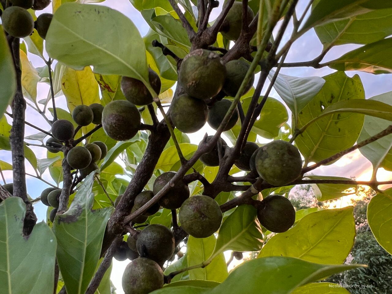 Didymocheton bijugus fruit