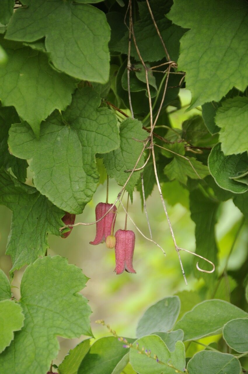 Clematis alternata habit