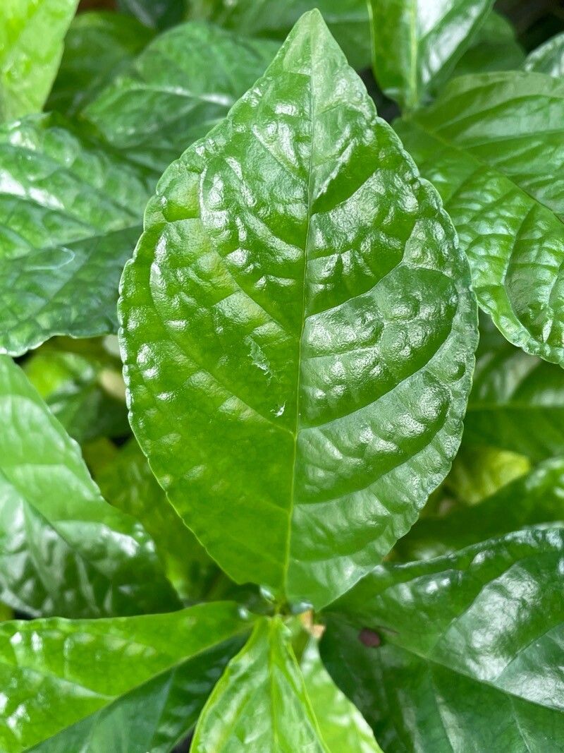 Dorstenia convexa leaf