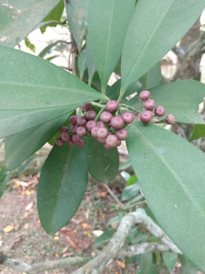 Cordia taguahyensis fruit