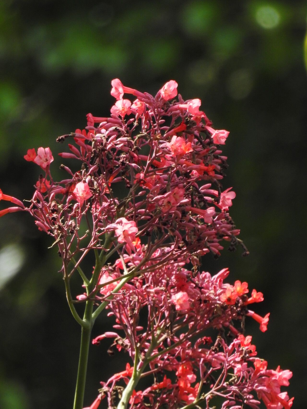 Fridericia trailii flower