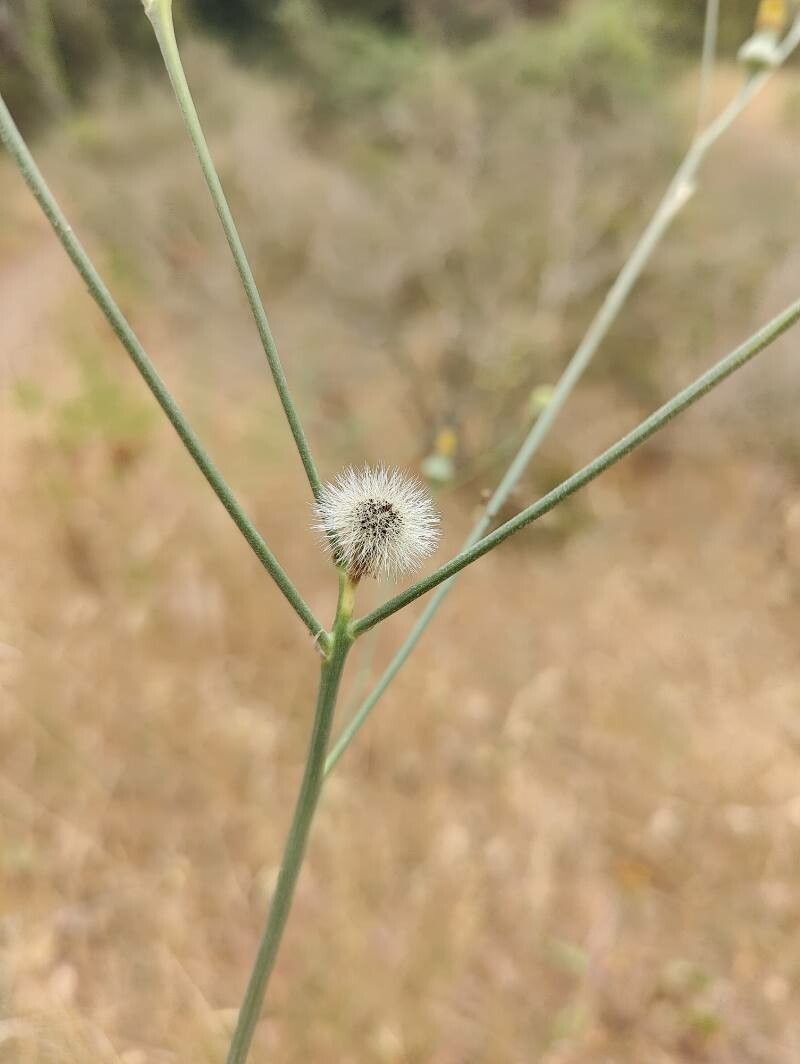Tolpis virgata other