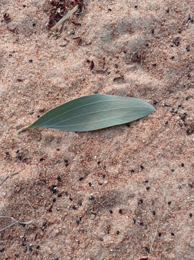 Acacia holosericea leaf