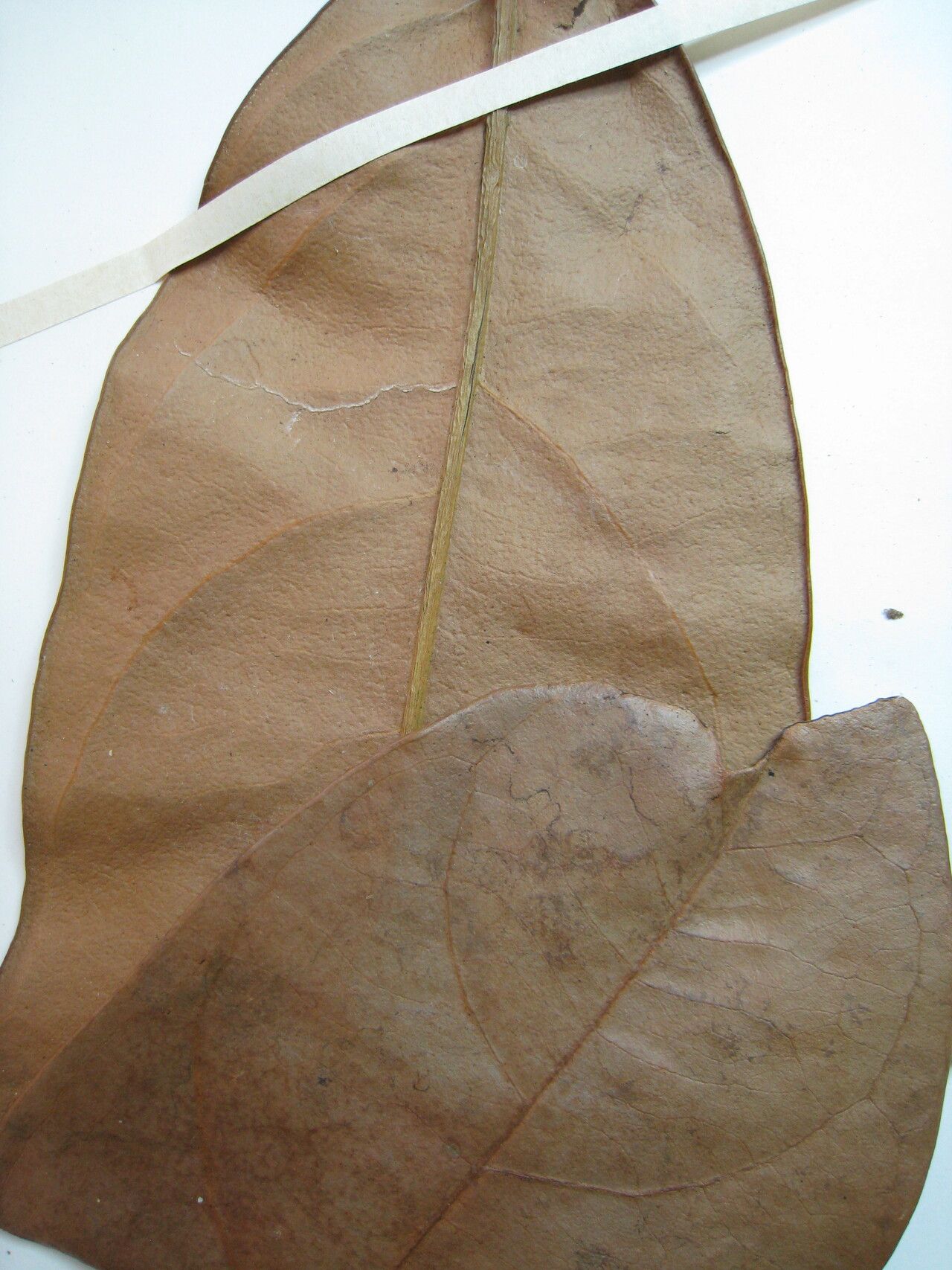 Salacia impressifolia other