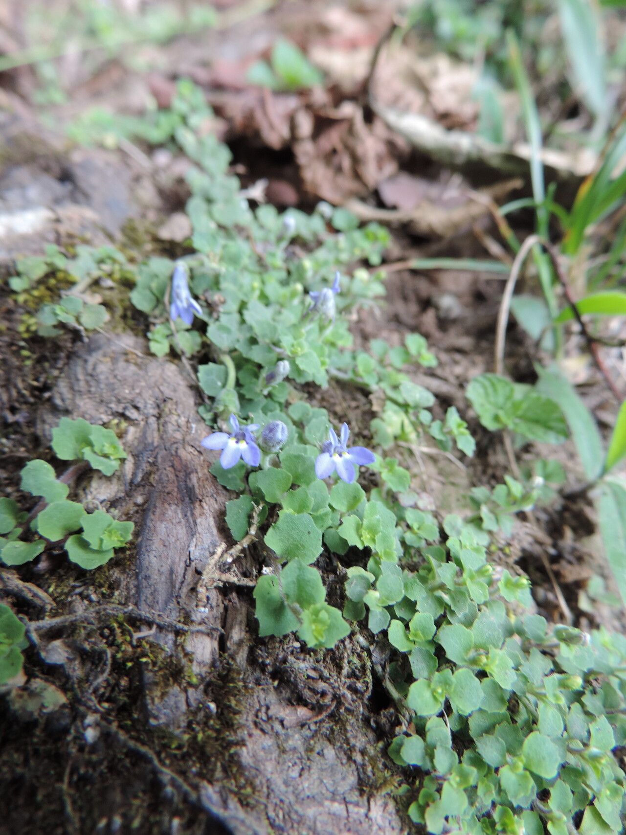 Lobelia minutula flower