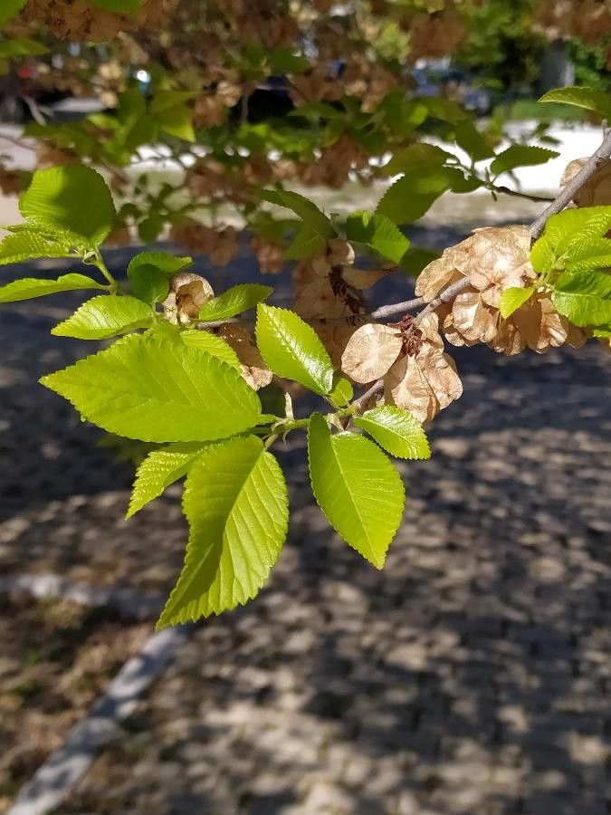 Ulmus carpinifolia fruit