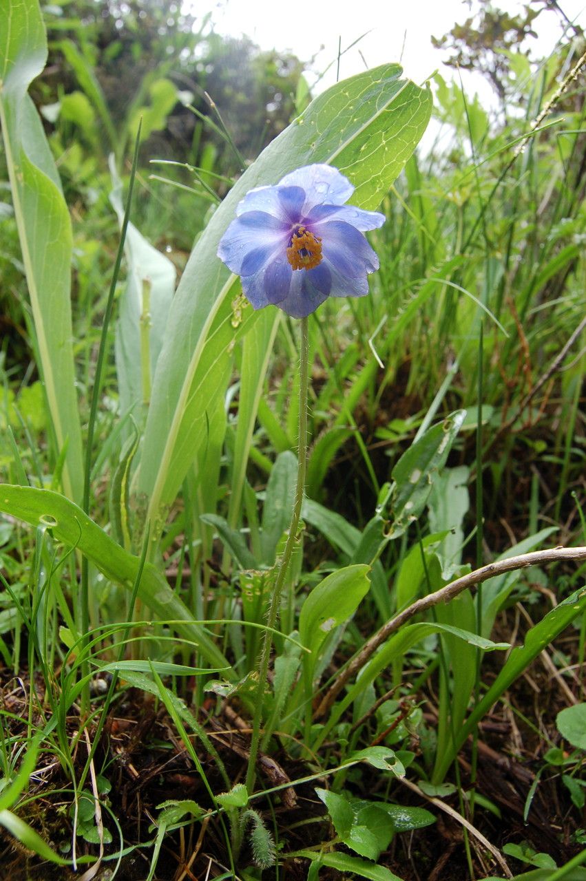 Meconopsis primulina habit