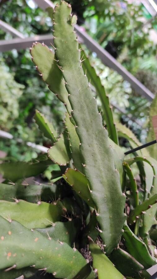 Rhipsalis monacantha leaf