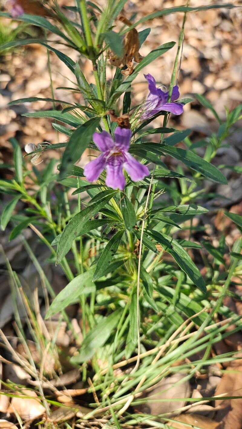 Dyschoriste linearis flower