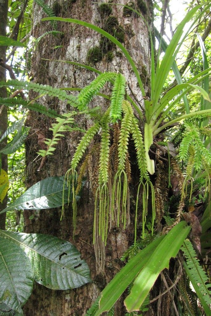 Huperzia phyllantha — search result for 'Huperzia'