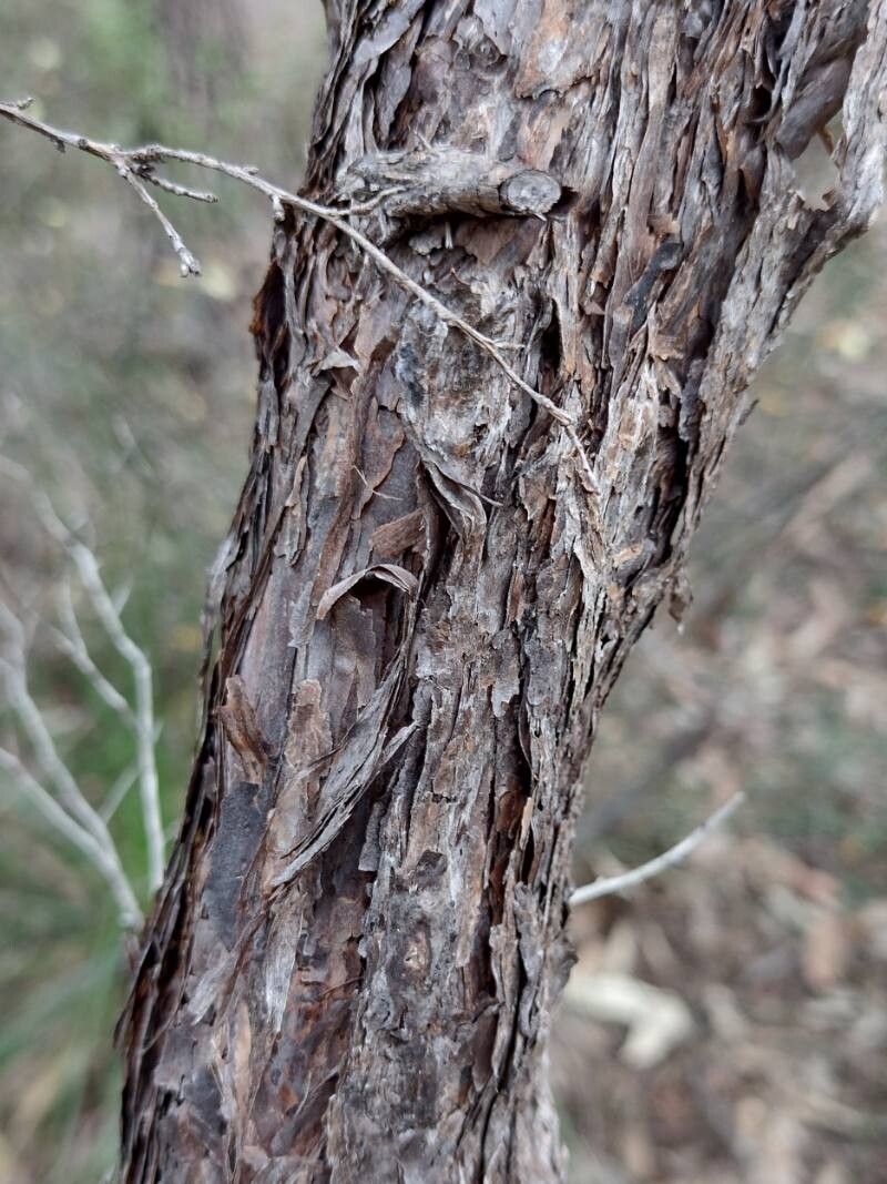 Leptospermum trinervium bark