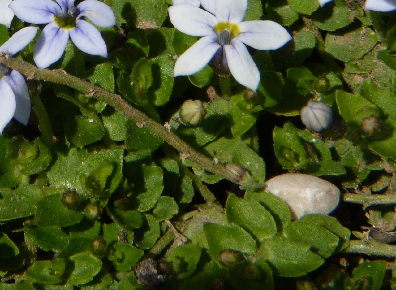 Isotoma fluviatilis leaf