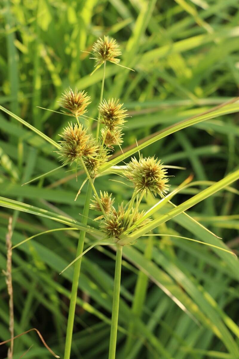 Cyperus polystachyos flower