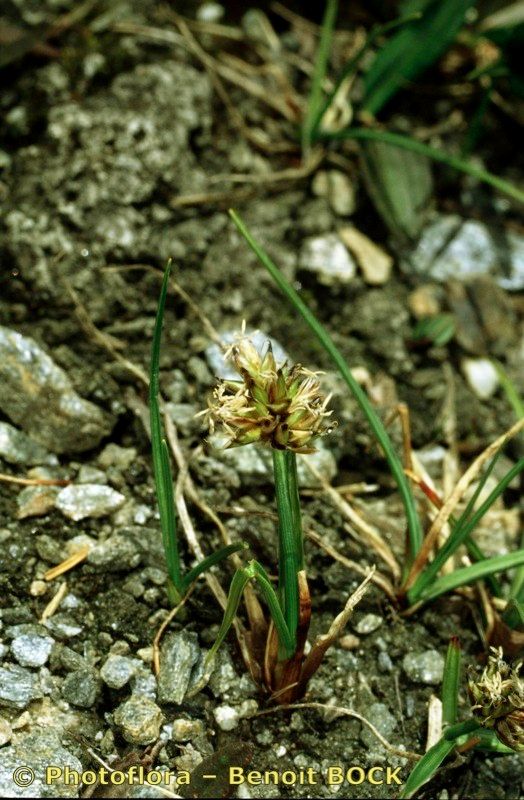 Carex maritima habit