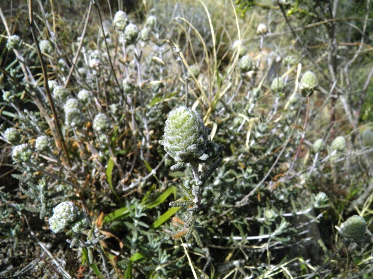 Teucrium charidemi habit