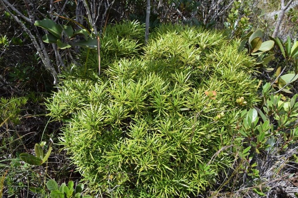 Podocarpus beecherae habit
