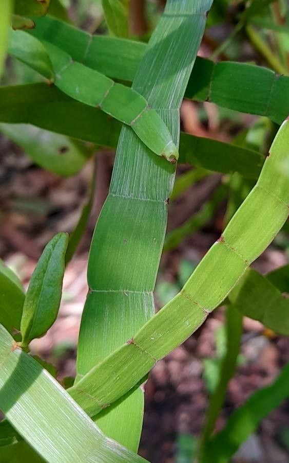 Muehlenbeckia platyclados leaf