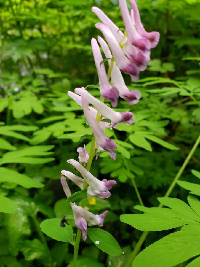Corydalis scouleri flower