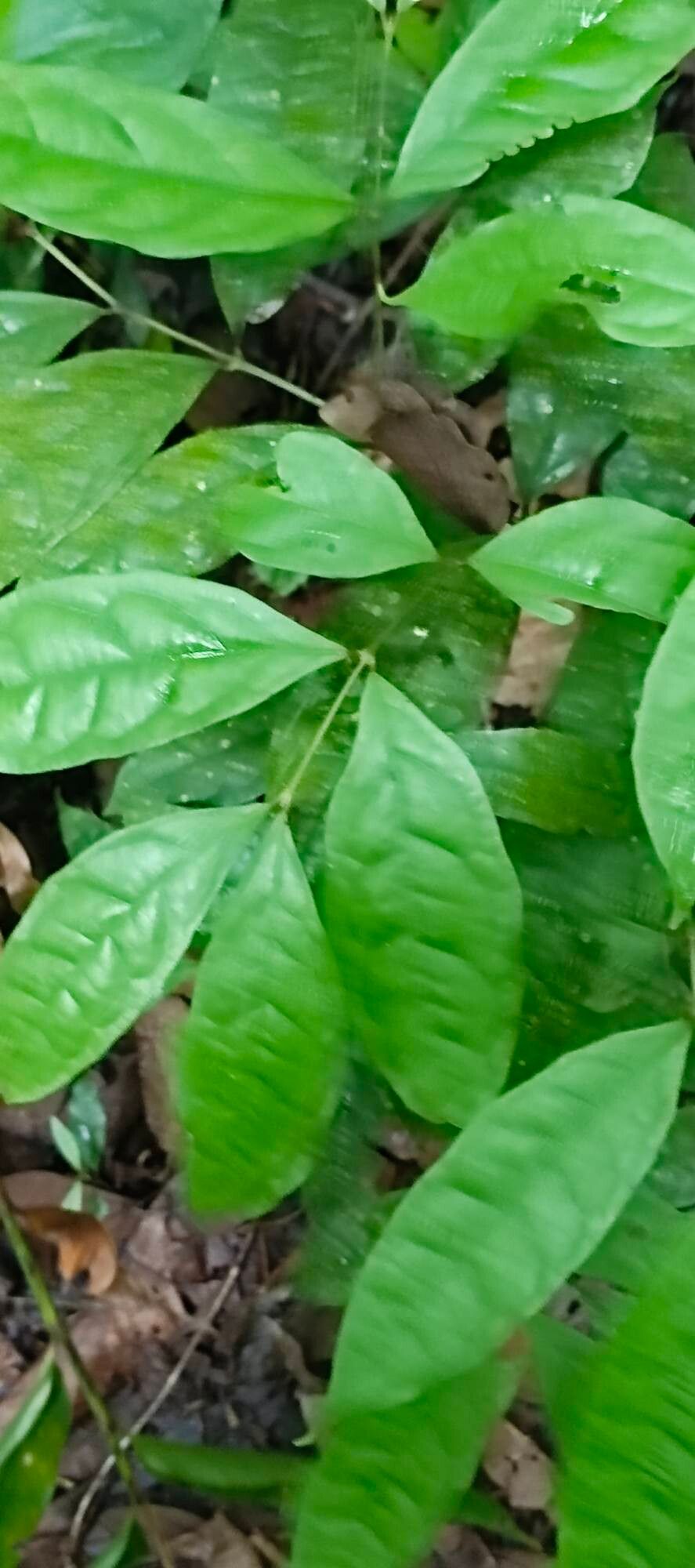 Strychnos guianensis — houseplant care guide