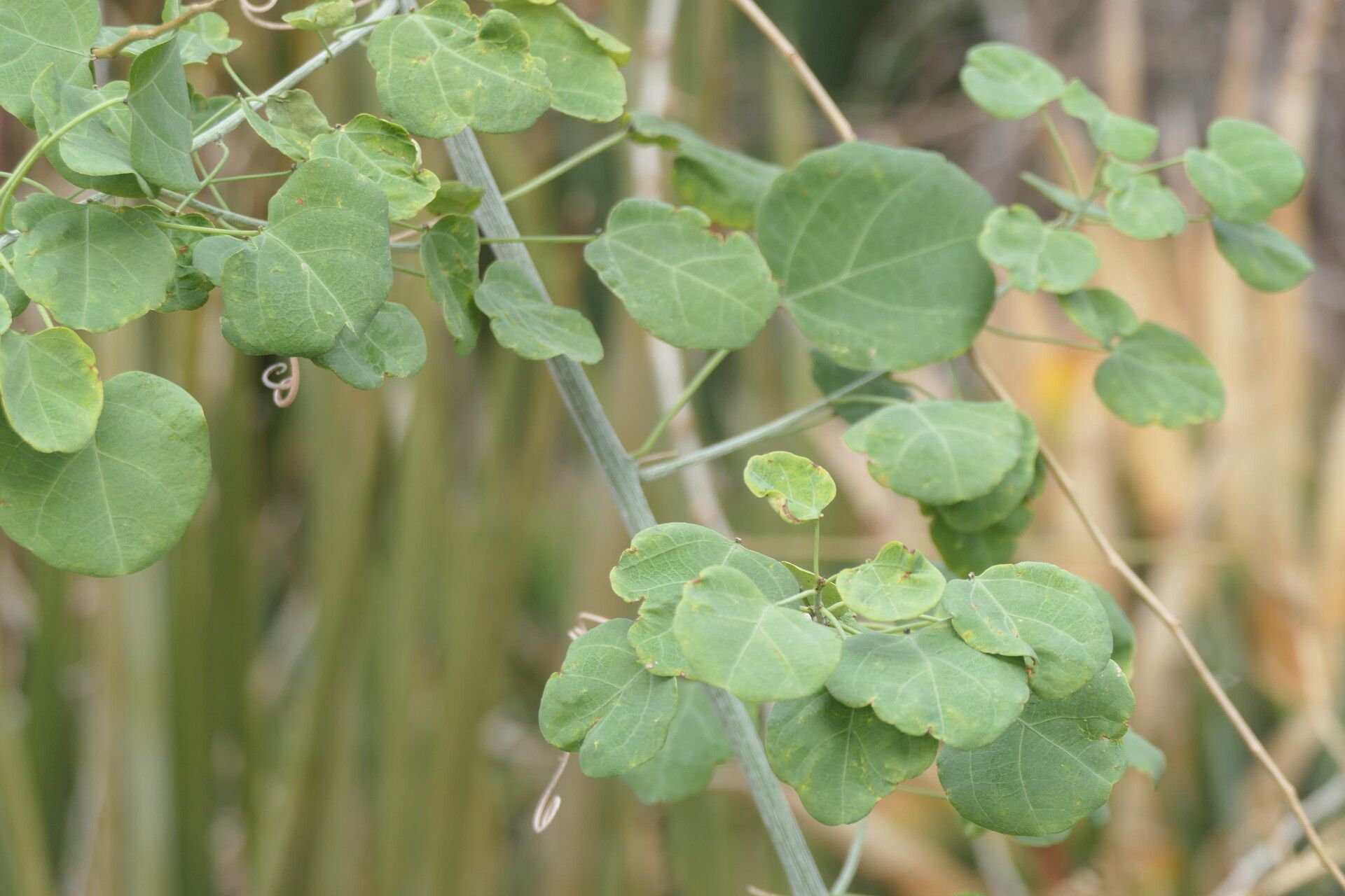 Adenia gummifera habit