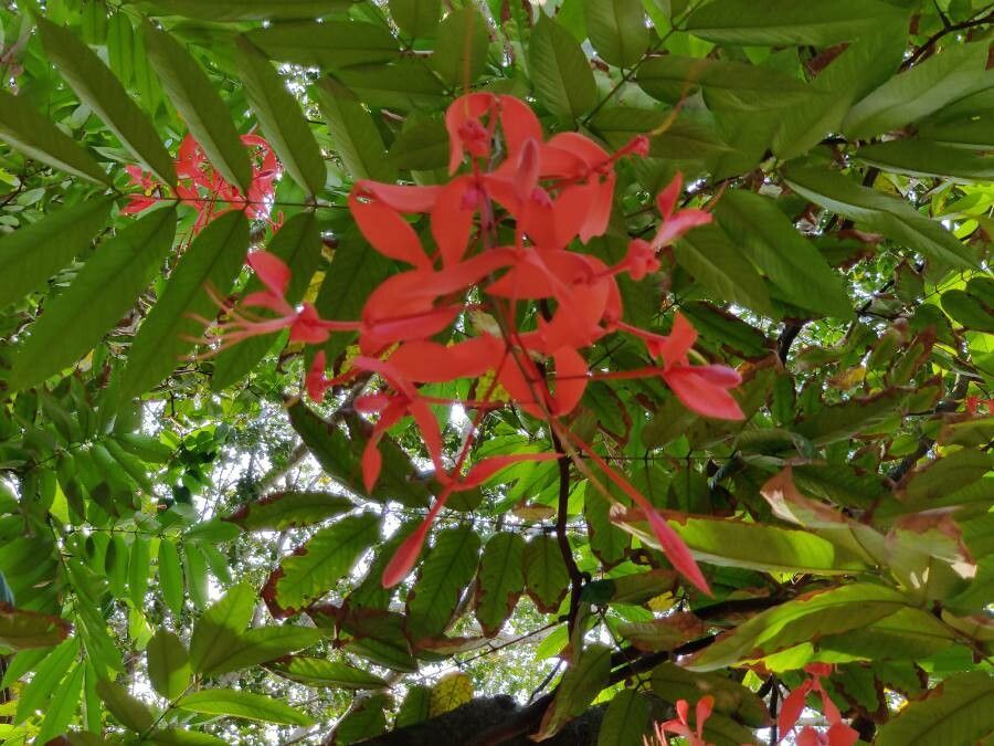 Amherstia nobilis flower