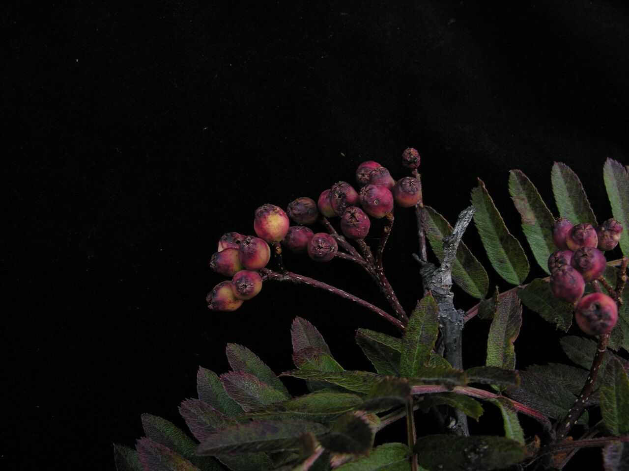 Sorbus foliolosa habit