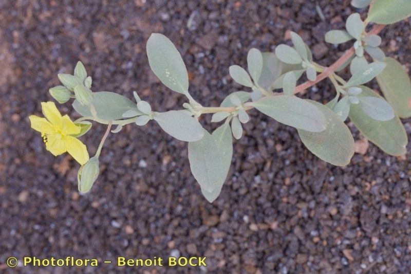 Helianthemum gorgoneum other