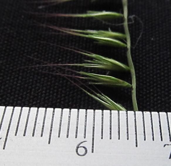 Bouteloua disticha other