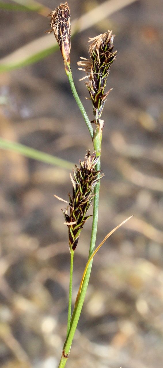 Carex frigida fruit