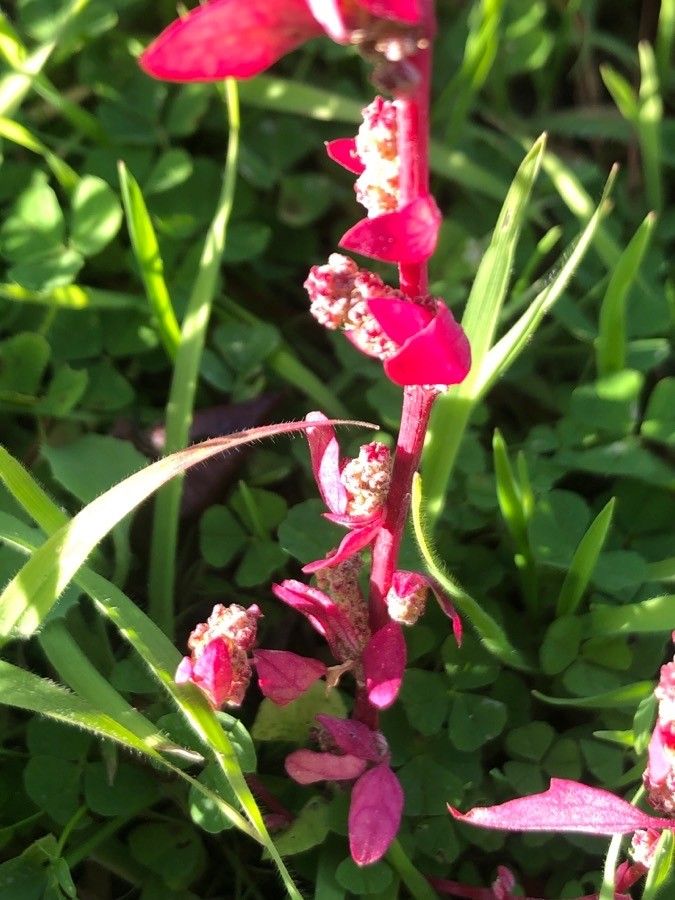 Chenopodium ambrosioides