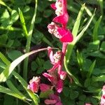 Dysphania ambrosioides